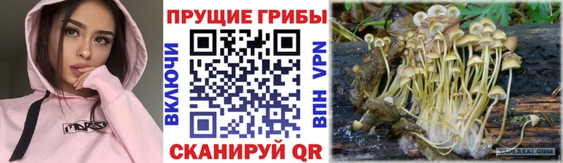 купить  цена  Пошехонье  Галлюциногенные грибы Cubensis 